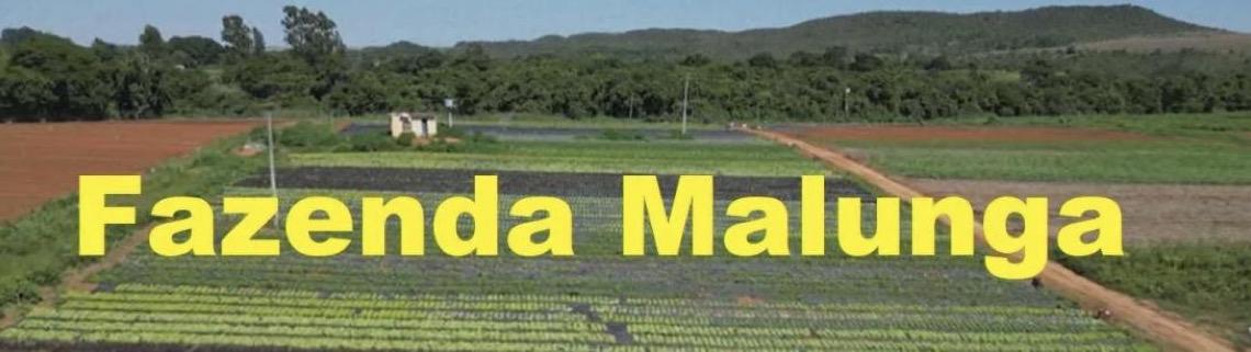 Do campo à mesa: Fazenda Malunga aproxima crianças da produção de alimentos