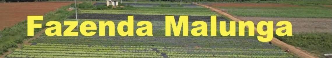 Do campo à mesa: Fazenda Malunga aproxima crianças da produção de alimentos