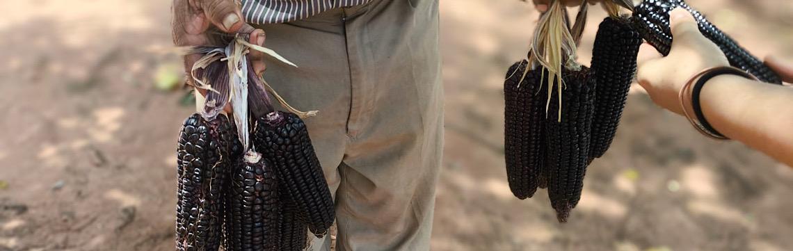 Trabalho e ciência: Milho sagrado volta a germinar em aldeias Avá Guarani no PR