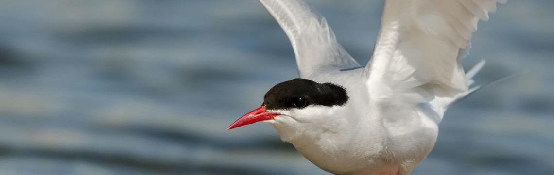 Pesca com espinhel ameaça cerca de 30 mil aves marinhas no Hemisfério Sul