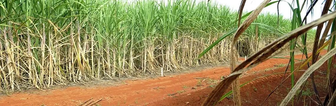 Senado aprova R$ 270 milhões em subvenção para canavieiros do Nordeste