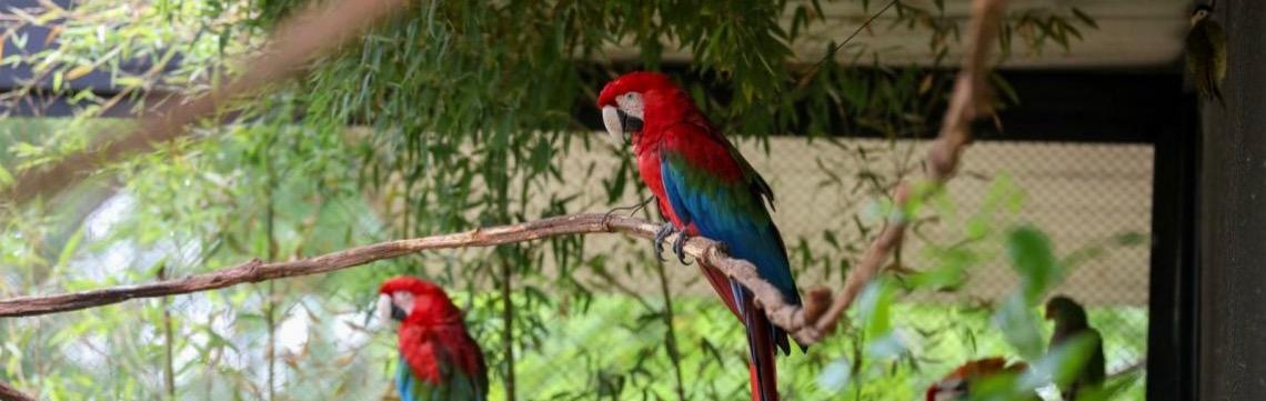 Aviário de Imersão do Zoológico de Brasília reaberto para visitação